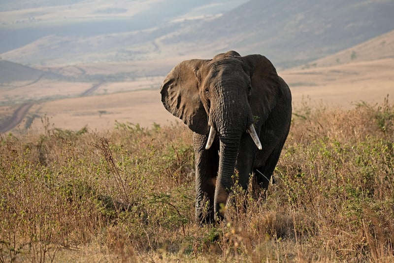 Safari Wildlife
